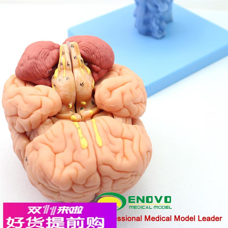 颐诺医用人体大脑解剖模型脑干脑室间脑小脑模型神经科系统模型