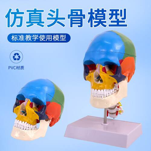 人体头颅骨着f色模型 彩色头骨性分离模型带颈椎上色区分22块区域