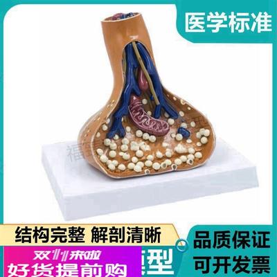 突触模型 神经元胞体细胞脊髓中枢神经根反射弧模式传导树突髓鞘