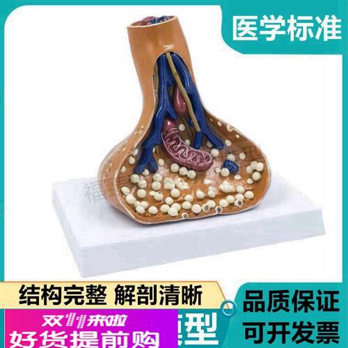 突触模型 神经元胞体细胞脊髓中枢神经根反射弧模式传导树突髓鞘