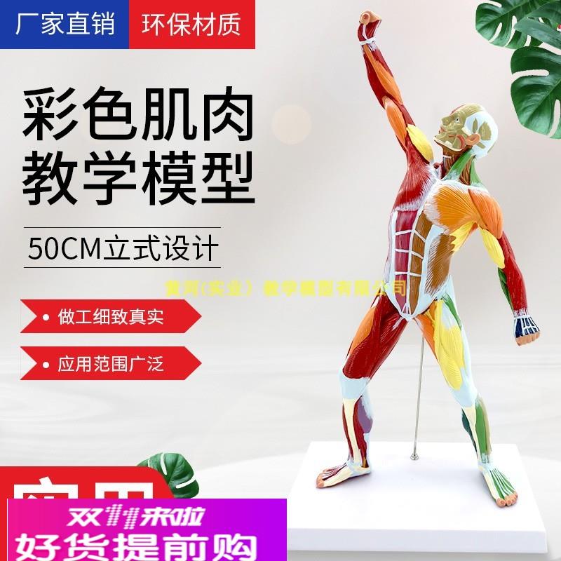 彩色50CM人体肌肉解剖模型 全身肌肉运动肌肉状态 人体模型 艺用