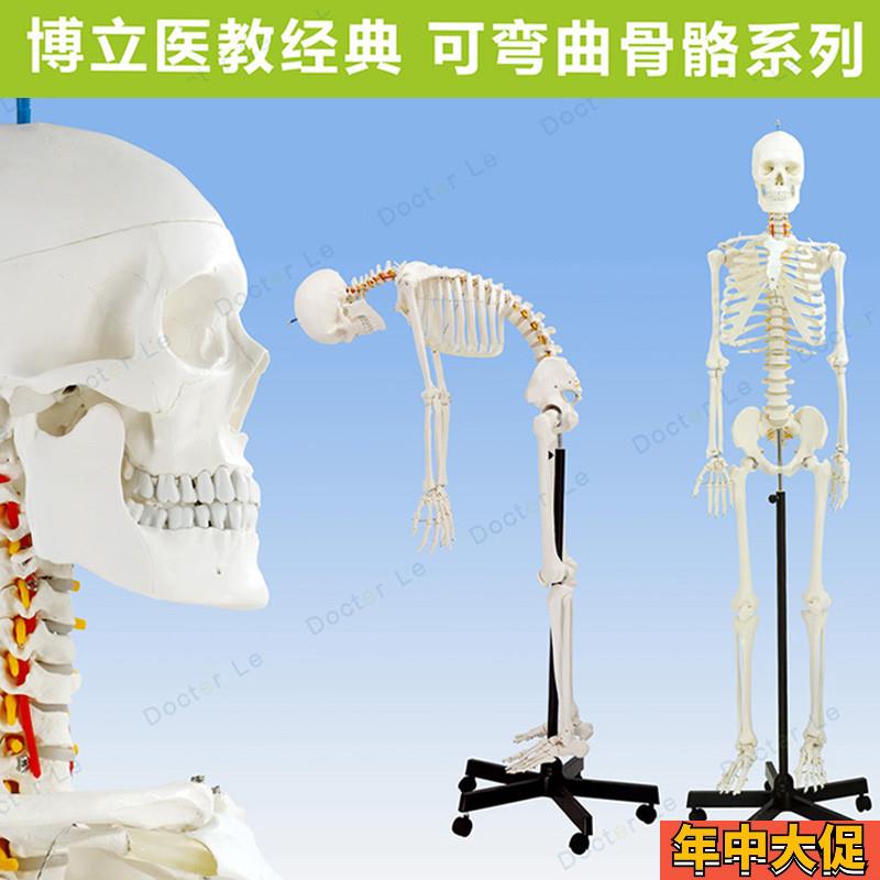 专业170cm人体骨骼骨u型可活动教学模型骨架模型可拆卸正骨瑜伽