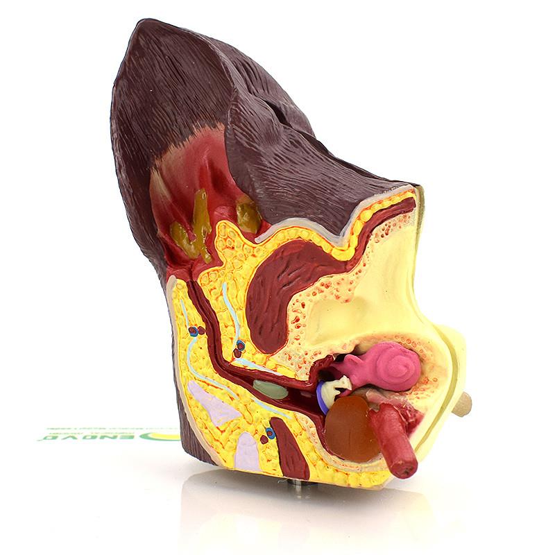 ENOVO颐诺狗耳朵疾病模型狗耳朵解剖结构模型犬U耳朵病理耳螨中耳