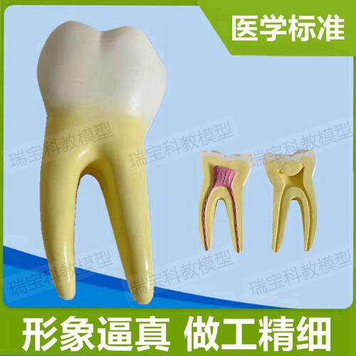 人体牙齿模型磨牙切牙尖牙v可拆卸牙科医生考试牙髓根管口腔医院