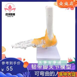 脚关节模型足关节模型胫骨腓骨F跗骨跖骨和趾骨解剖模型