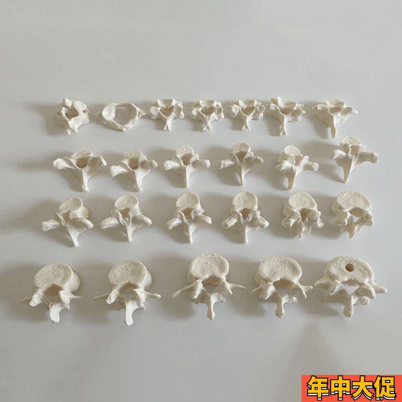 人体脊柱模型椎体散骨r颈椎胸椎腰椎脊椎骨仿真骨小针刀正骨