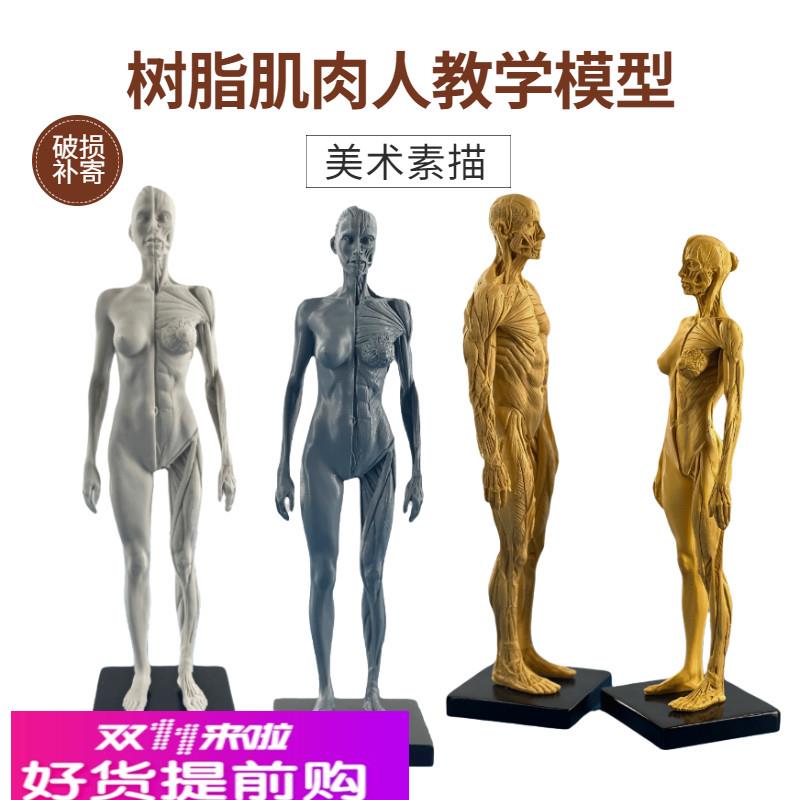 绘画临摹人体雕塑人体结构CG参考模型 艺用人体肌肉骨骼模型美术