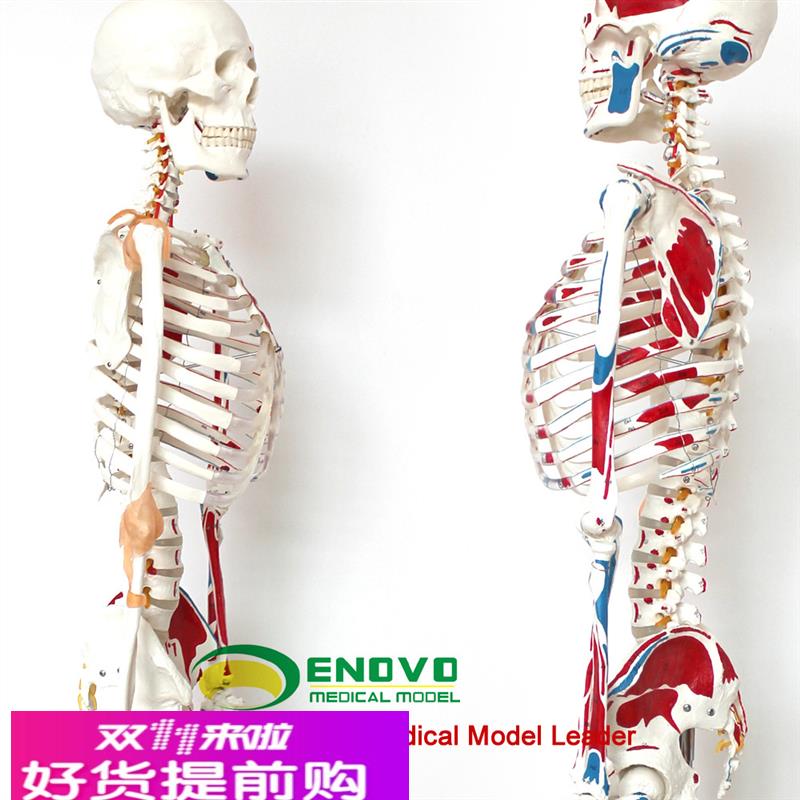 ENOVO正品 医用人体170CM骨骼模型 数字标识款 美术艺用 骨骼模型