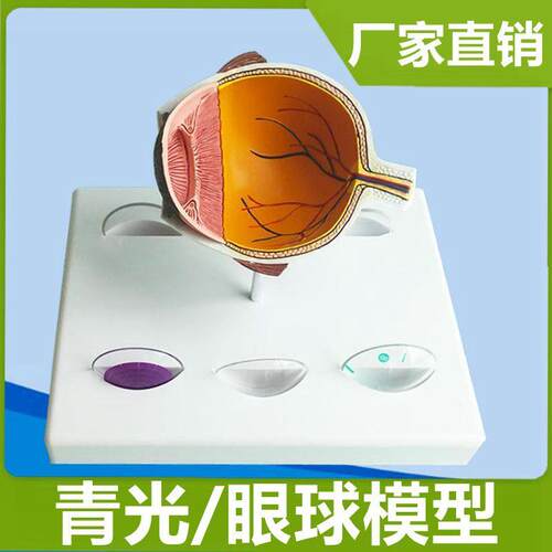 病理眼球模型青光白内角膜受损眼睛结构可拆O卸视网膜眼底检查神