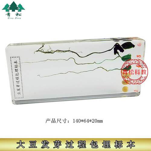 人工琥珀中小学教材标本认知玩具生物教学包O埋大豆发育生长过程