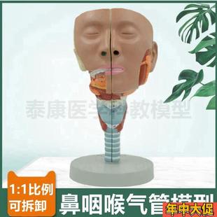 鼻腔口腔咽扁桃体喉咙气管模型声带结构发音器官音V乐课教具医用