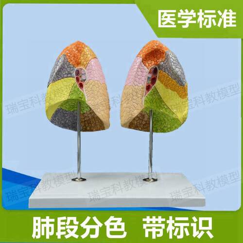 人体肺段模型分j区标识左右肺叶解剖支气管肺泡生物医用教具展示