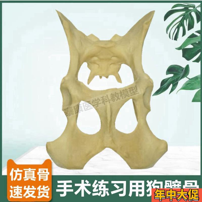 狗髋骨模型仿真骨手术练习用假骨头犬四肢L标本宠物医生用兽医动