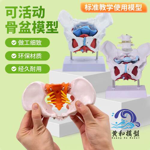 可活动 女性骨盆模型q关节动态盆骨产后康复 妇科分娩骨盆骨骼教