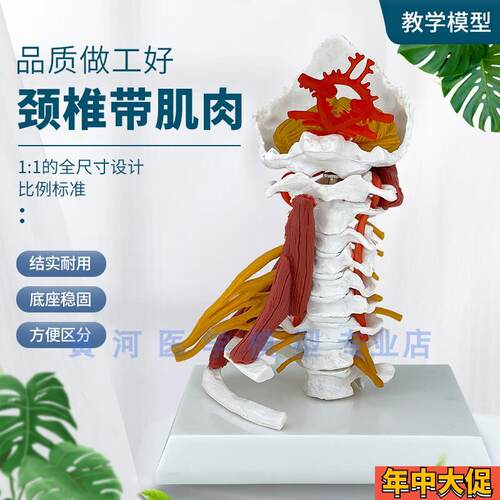 仿真医学人体g颈椎模型颈椎肌肉神经模型骨骼标本教学教具
