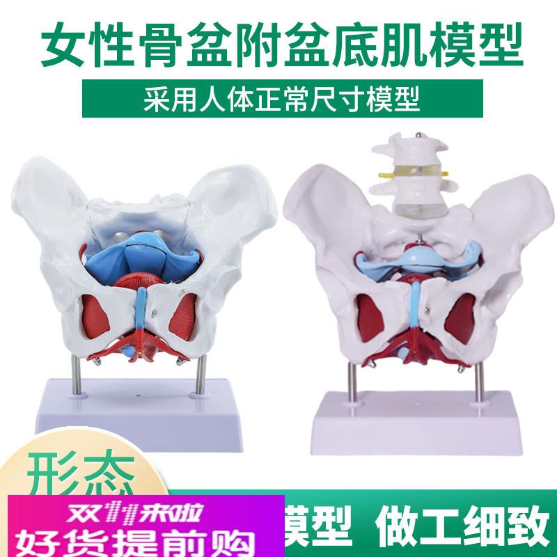 女性骨盆及盆底肌模型人体盆腔肌肉解剖分娩康复助产教学子宫教具