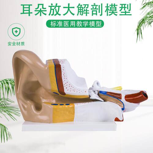 耳解剖模型人f体耳朵模型3倍放大中耳模型人体器官解剖助听器展示