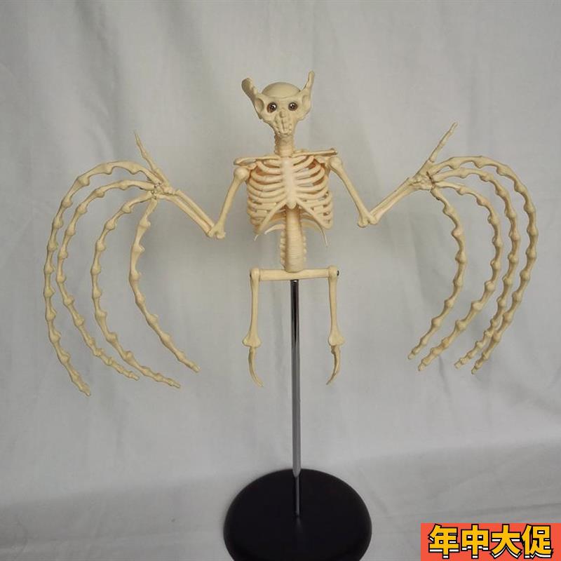 蝙蝠骨骼模型骨骼骨架动物解剖U模型教学玩具