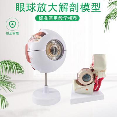 眼球与眼眶放大模型 o眼球模型 眼睛解剖模型 视觉系统 视神经分