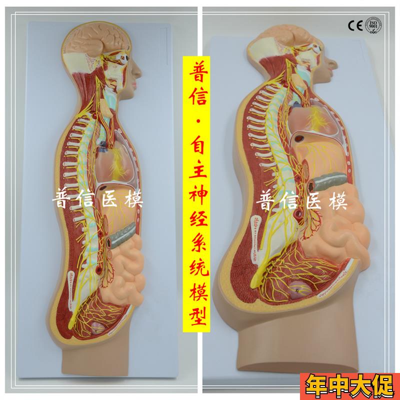自主神经系f统模型全身交感神经器官眼肠解剖医学教学展示