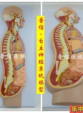 自主神经系f统模型全身交感神经器官眼肠解剖医学教学展示