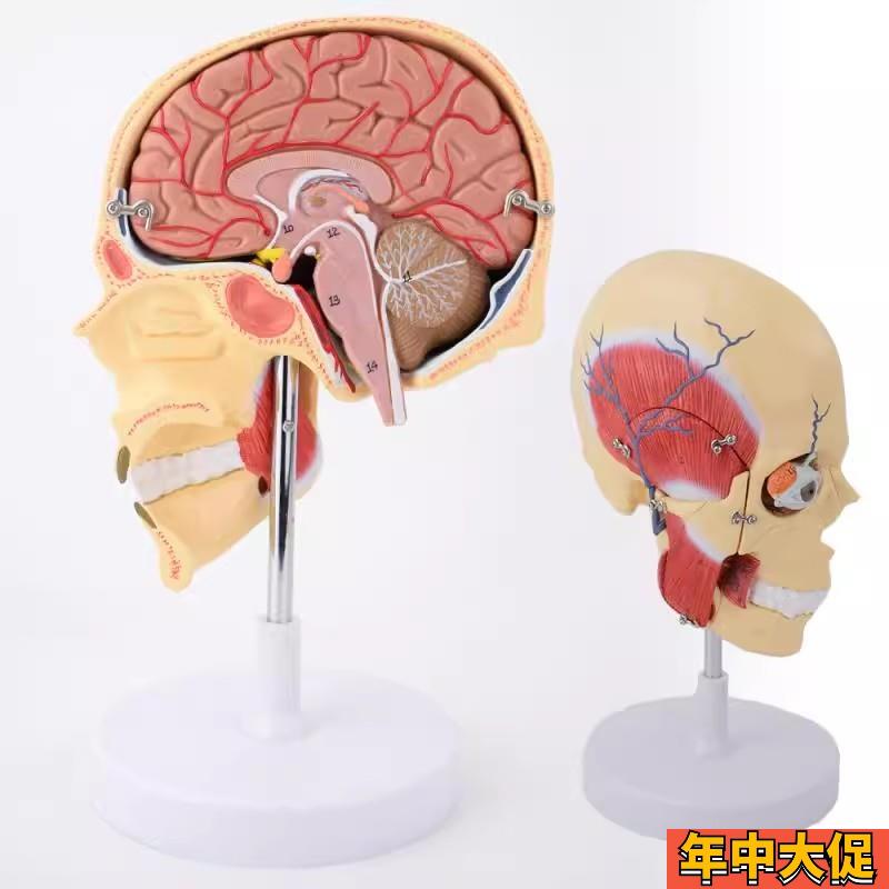 ENOVaO颐诺人体咀嚼肌模型颞颌关节颌面部解剖肌肉神经动静脉三叉