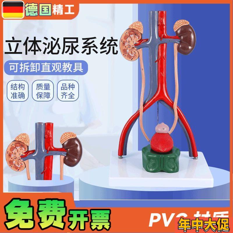 德国】人体立体泌尿系统模型肾脏模型动静K脉模型泌尿系统医学教