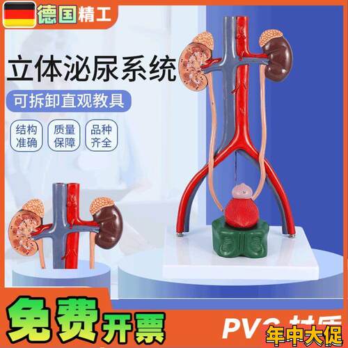 德国】人体立体泌尿系统模型肾脏模型动静K脉模型泌尿系统医学教