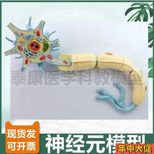 神经元模型神经细胞胞体结构轴突髓鞘R反射弧脊髓神经根