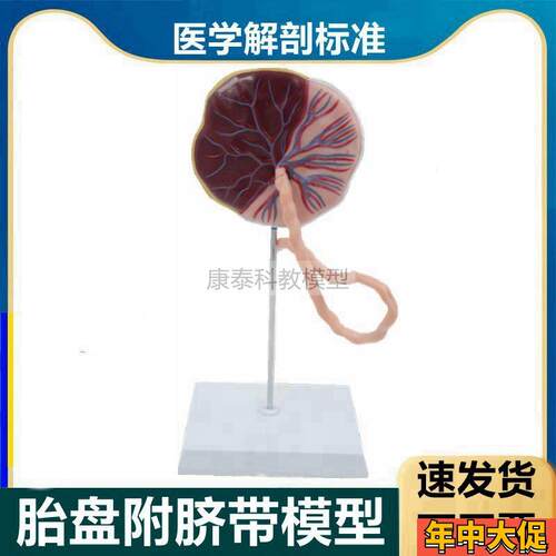 胎盘解剖b模型脐带动静脉血管产科生殖羊膜胎儿血液循环临床医用