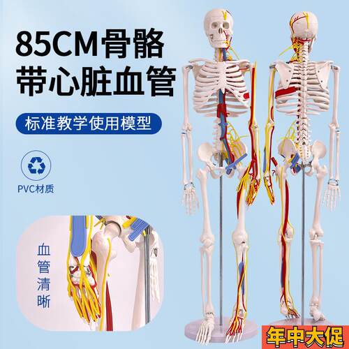 标准85CM骨架医用85CM人体骨骼带H心脏与血管及脑模型骨架模型