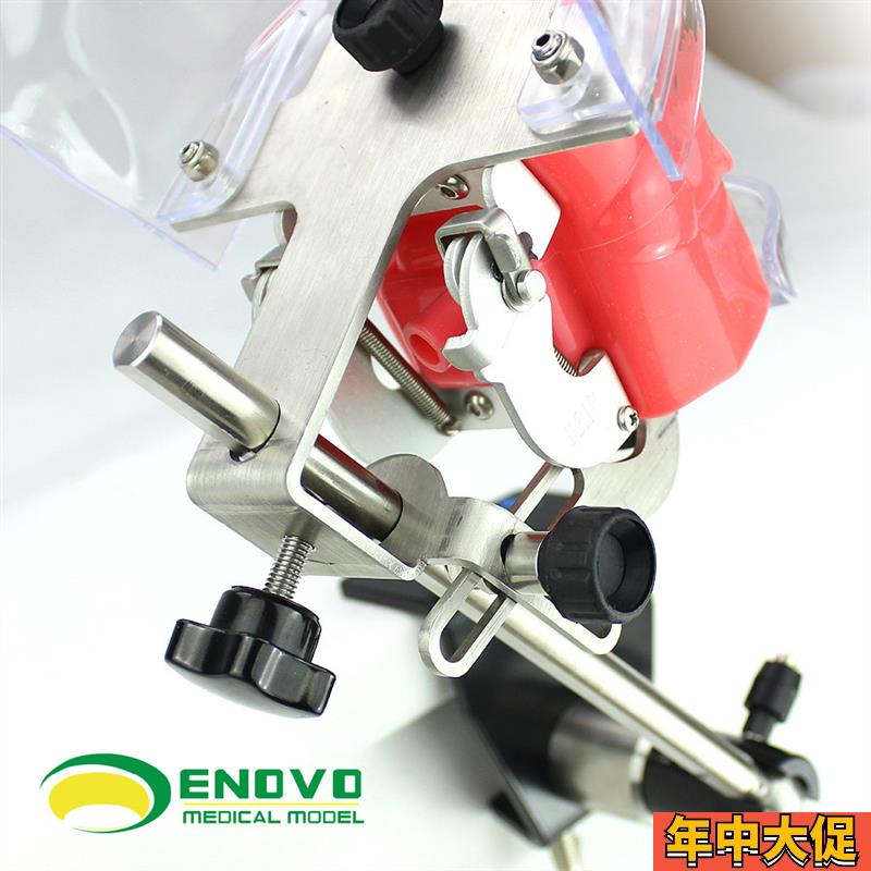 ENOVO颐诺口腔仿生头模系统牙医齿科教学N系统备牙齿模型教学仿头