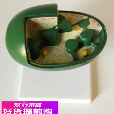 叶绿体模型 解剖 教学 中学 生物 教仪 教具 医用 医学