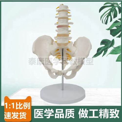 人体脊椎带骨盆模型椎间盘脊神经股骨头正骨按摩产后X修复家政技
