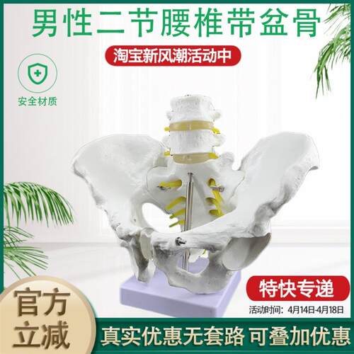 男性盆骨 二节腰椎盆骨 人体y骨骼模型医院用教学教具盆骨腰椎模