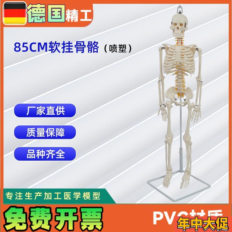 德国】医学人体85公分软挂骨骼模型教R学器材模具演示