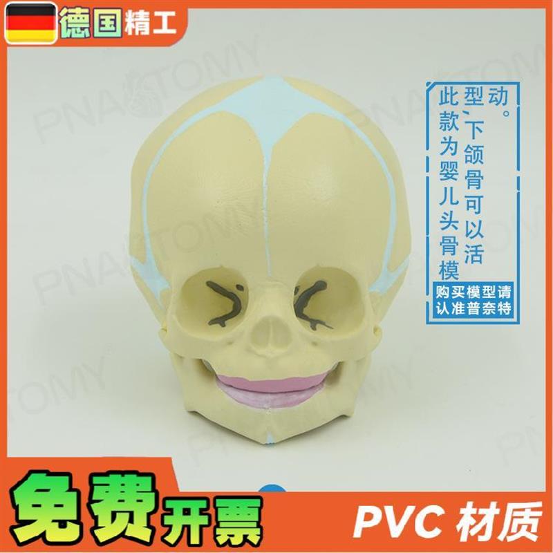 德国】小宝宝头颅骨模型无牙婴幼儿小头骨仿真30周胎X儿骷髅头骨