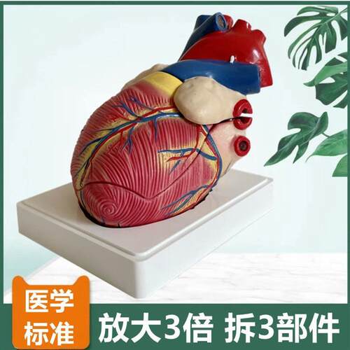 人体心脏模型放大3倍拆3件主动脉瓣二尖瓣仿真塑胶心血Y管医用解