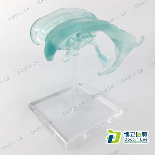 进口模型 e自然大脑解剖模型 脑动脉解剖模型侧脑室模型 脑模型