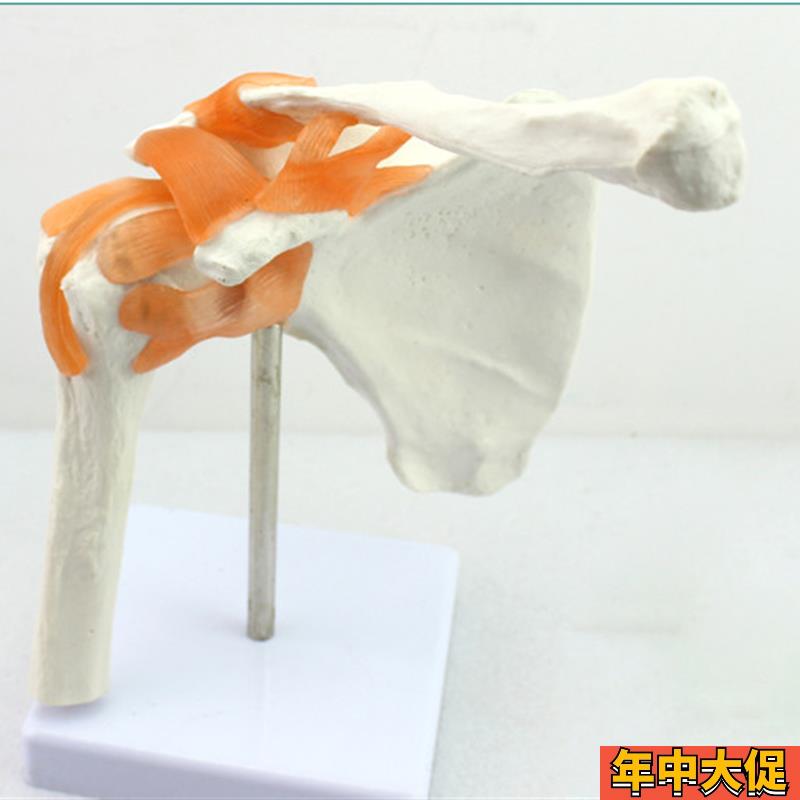 ENOVO颐诺人体肩关节模型盂肱D关节锁骨肩关节镜手术演示体育运