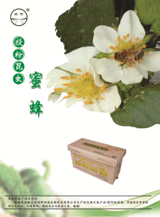 蜜蜂   授粉蜜蜂    瓜果  果树授粉