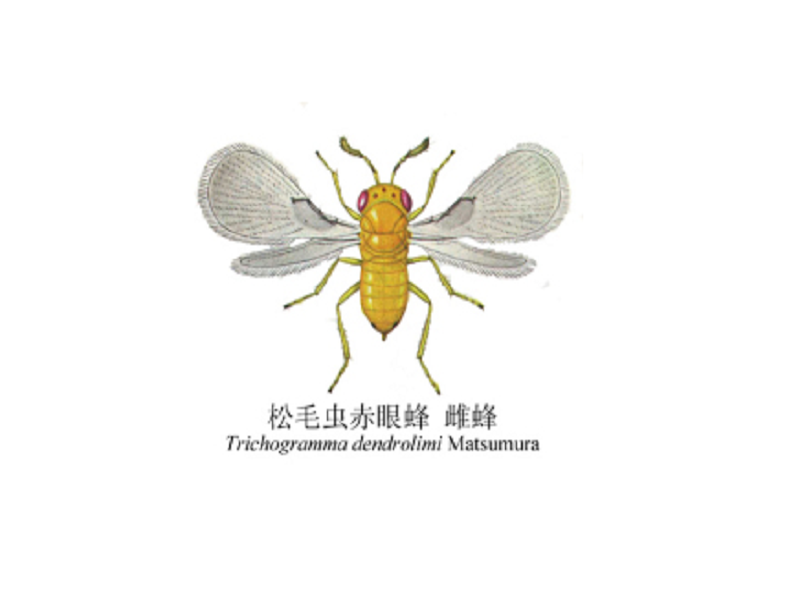 顺丰速运~赤眼蜂  天敌防控松毛虫   玉米螟稻螟   螟黄