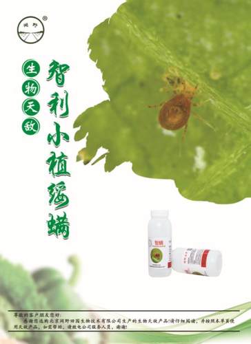 顺丰速运~智利小植绥螨   天敌防控   红蜘蛛