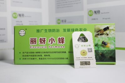 丽蚜小蜂天敌防控银叶白粉虱