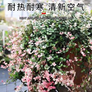 花叶络石盆栽 黄金络石 五彩垂吊观叶绿植 室内庭院花镜地被植物