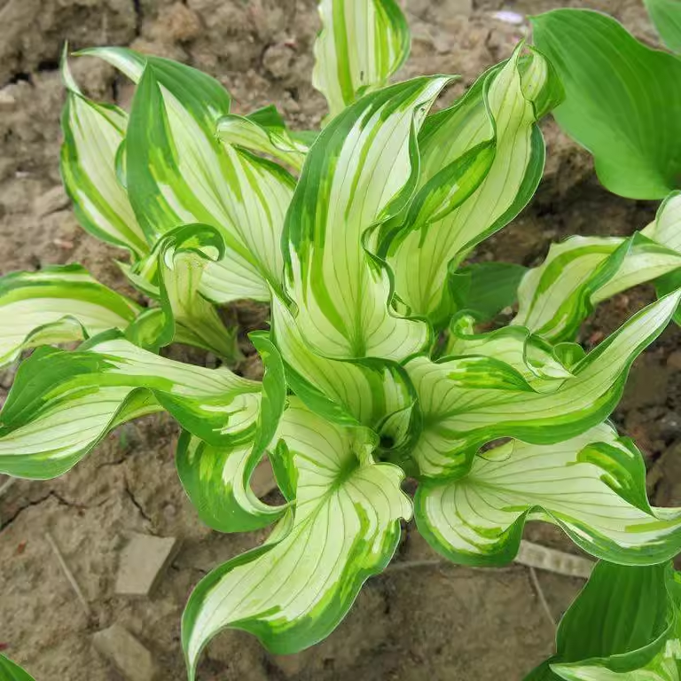 玉簪金边玉簪花盆栽花叶玉簪青叶玉簪多年生宿根植物喜阴耐寒耐热