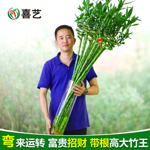 新款转运竹好运竹弯竹好养富贵竹带根好养好过冬室内水培绿植花卉