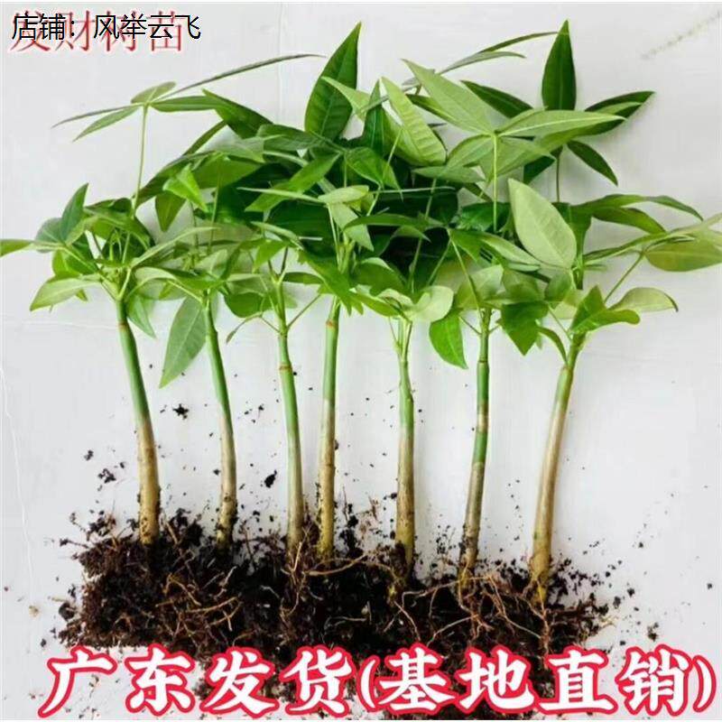 发财树原生苗小苗盆栽招财树客厅办公桌面除甲醛四季常青观叶植物