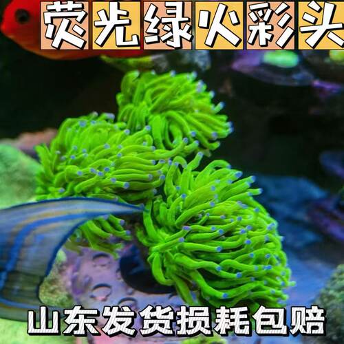 荧光沙巴绿火柴头珊瑚活体