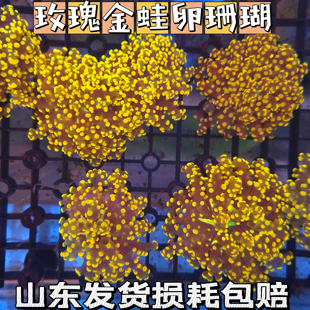 金蛙卵花瓶珊瑚荧光活体软体人工繁育珊瑚lps珊瑚海缸造景珊瑚